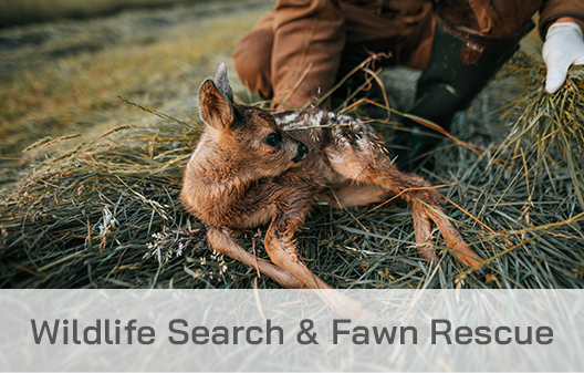 Wildlife Search & Fawn Rescue